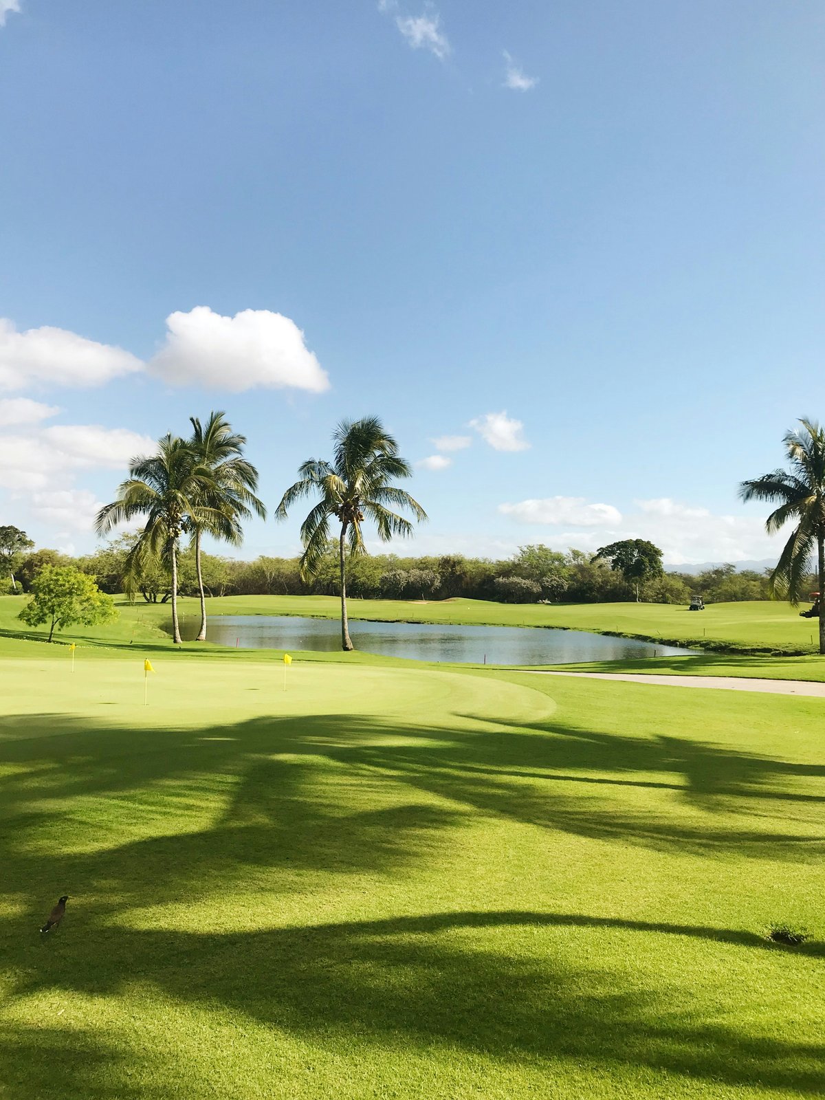 Scenic golf course with palm trees and putting green