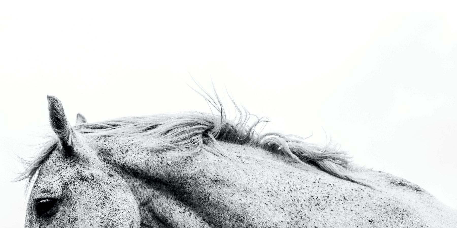 Close-up of a horse's mane and ear against a soft grey sky, taken at an Equinex session